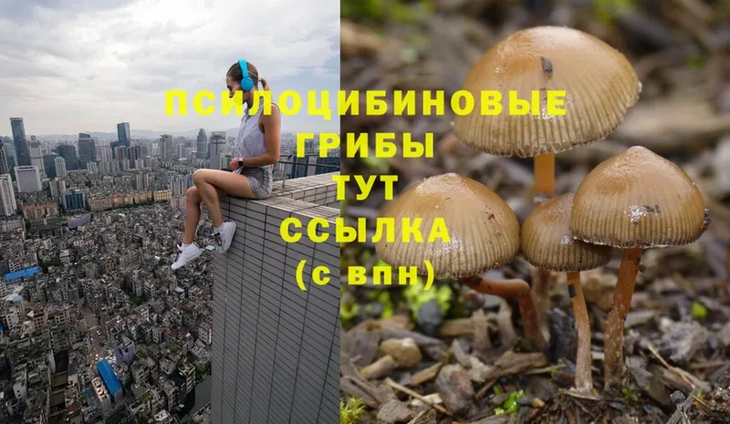 купить   Таганрог  Галлюциногенные грибы Cubensis 